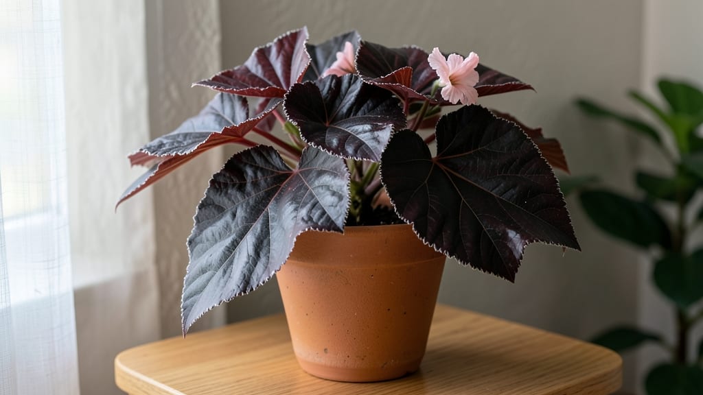 Dark Leaf Begonia Growing Guide: Revive Drooping Leaves With Copper Spray Cure