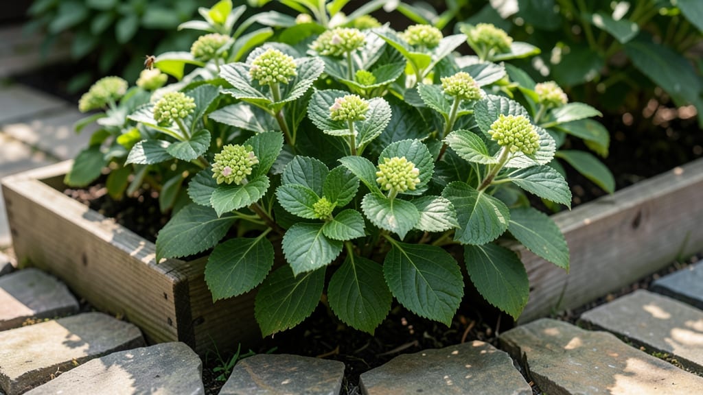 Oakleaf Hydrangea 'Munchkin'