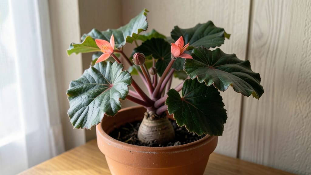 Angel Leaf Begonia: Spot and Treat Fungal Issues Before They Spread