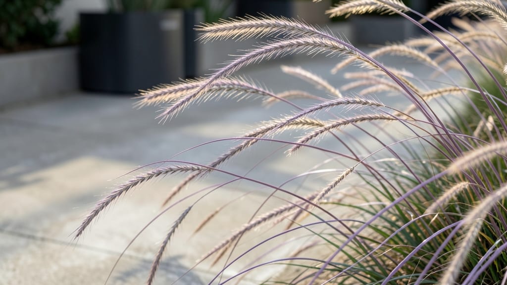 Dwarf Fountain Grass with Purple Stems