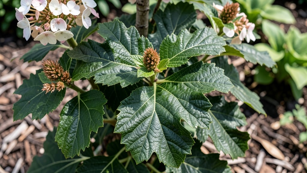 Are Oak Leaf Hydrangeas Deer Resistant: What Science and Gardeners Actually Found